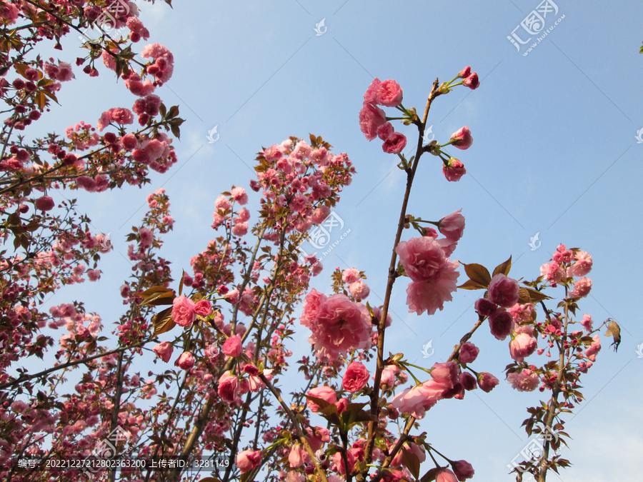 蓝天下的红粉樱花林
