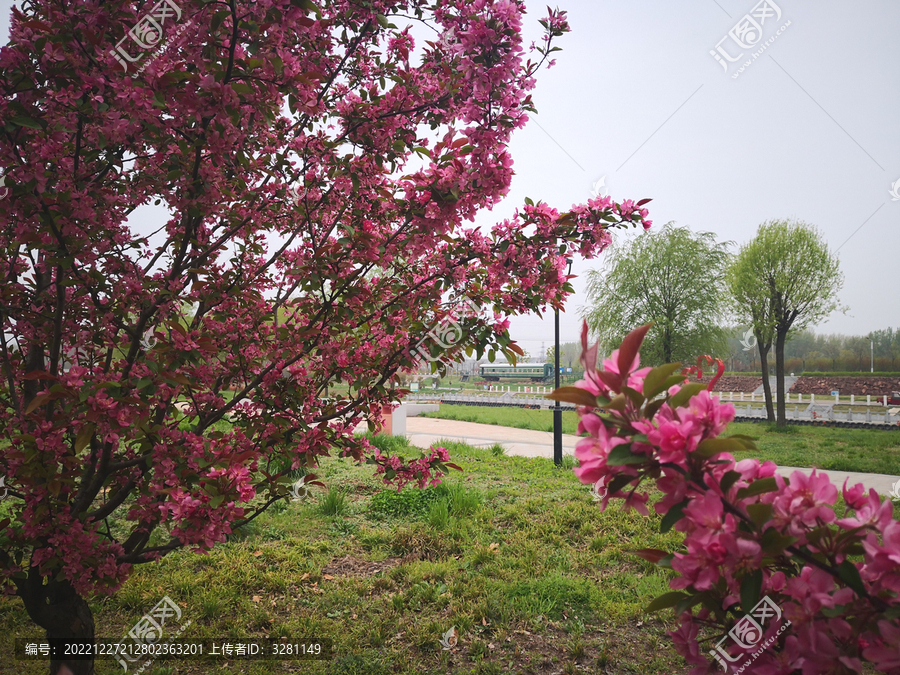 河畔红粉樱花树丛
