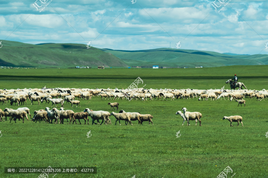 草原夏季牧场羊群