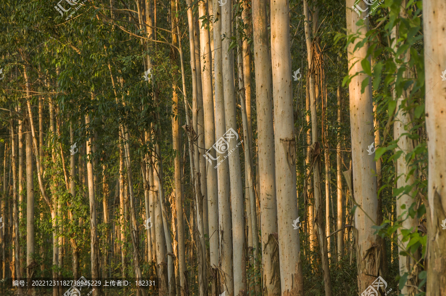 桉树林风景