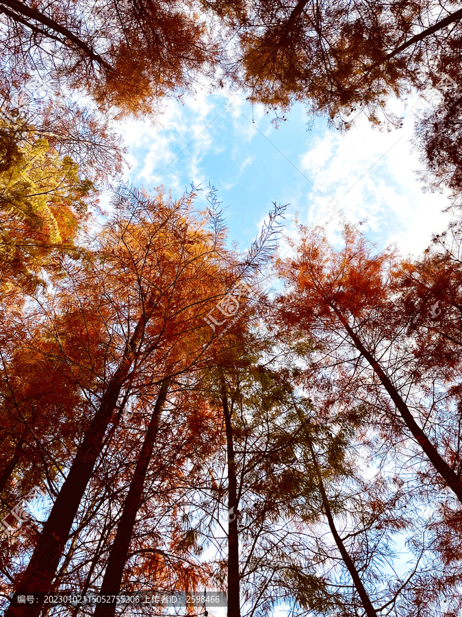秋天蓝天枫树林