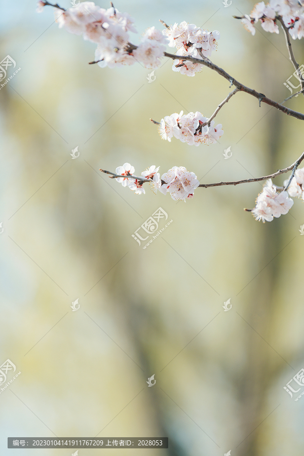 枝头开满粉色桃花