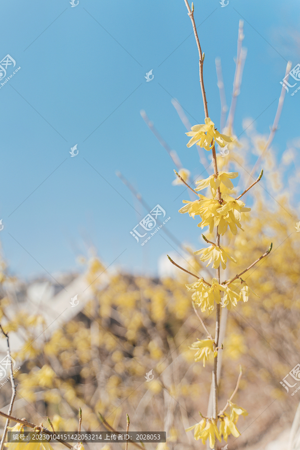 春天阳光里的黄色花朵