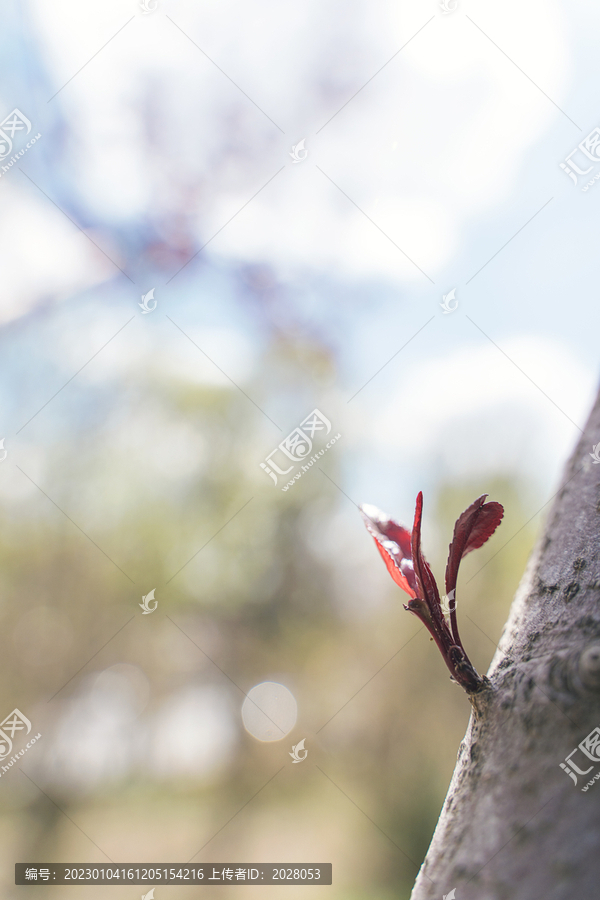 发芽枝丫春天生机图片