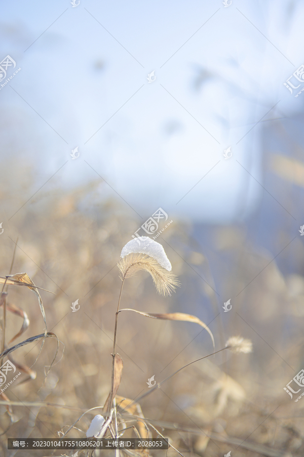 狗尾巴草冬天唯美图片