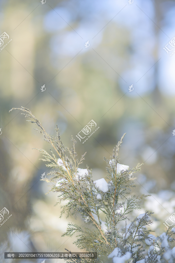 冬天白雪绿植温暖背景