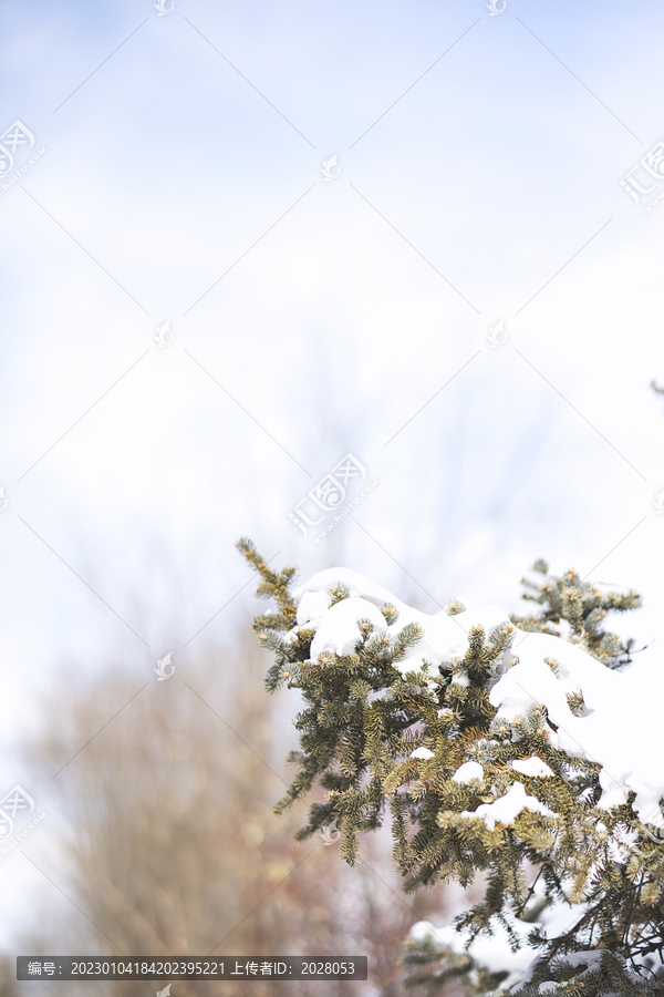 冬季户外积雪下的松树