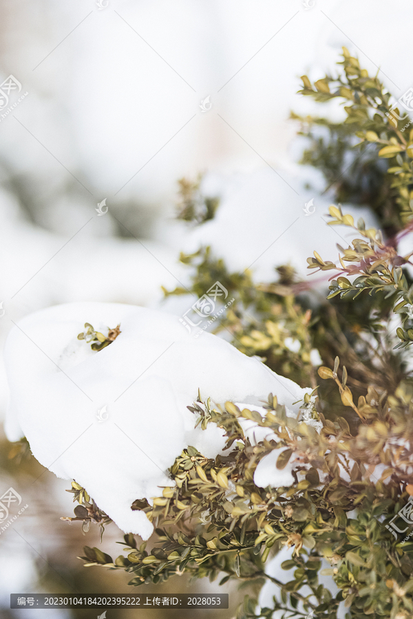 冬季户外堆满白雪的松树