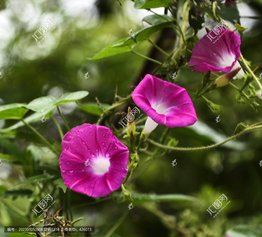 牵牛花喇叭花紫色花