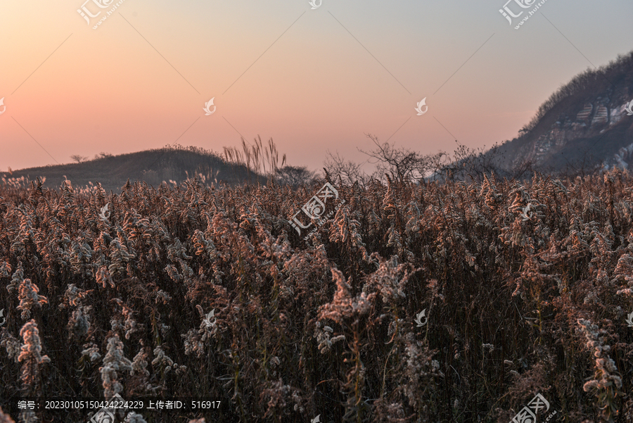 夕阳下帚石南