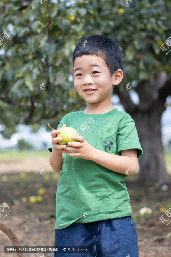 快乐的小男孩在果园采摘