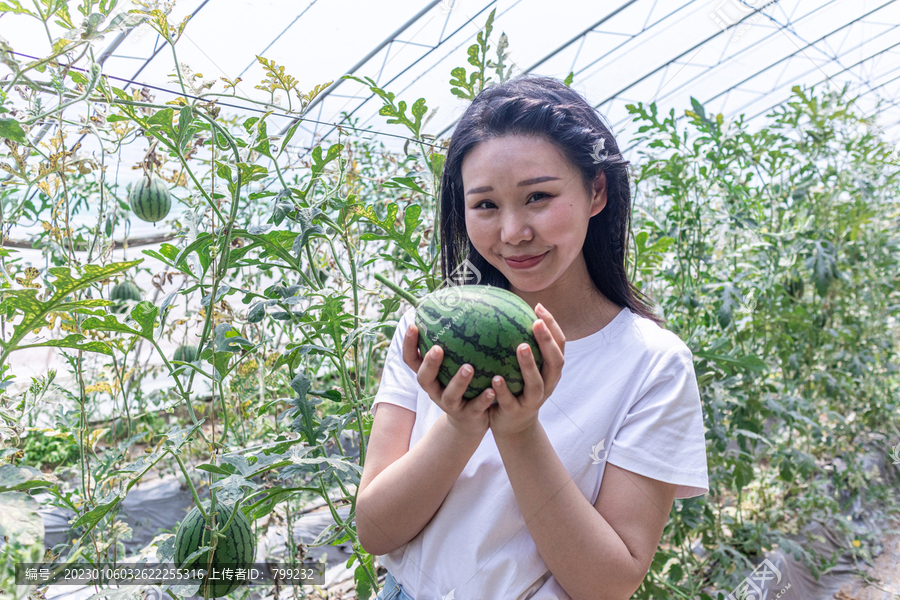 快乐的年轻女人在种植大棚采摘西瓜