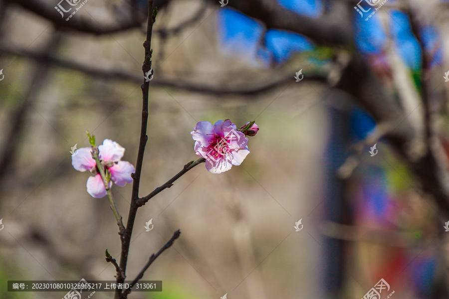 桃花