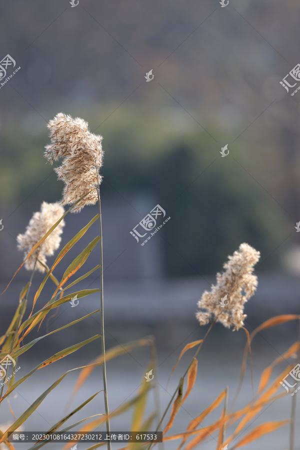 芦苇高清摄影