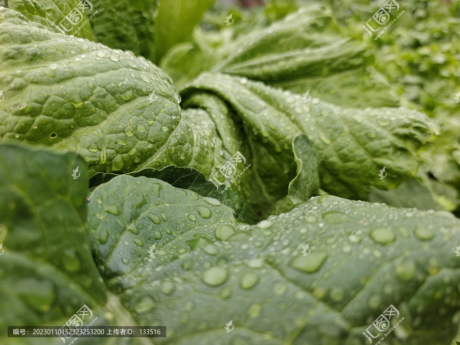蔬菜叶子上的水珠