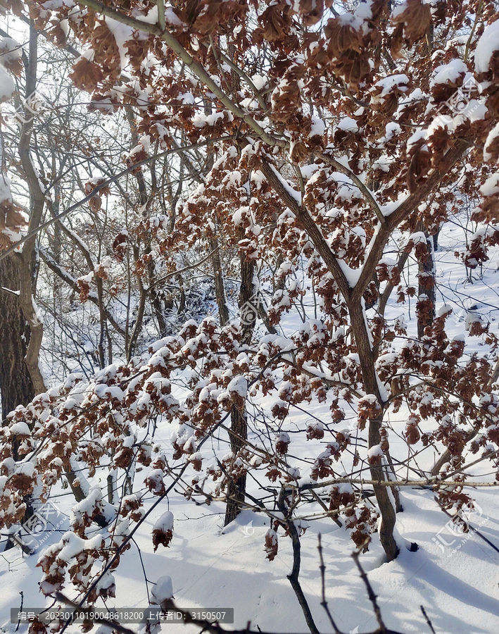 雪压枝叶