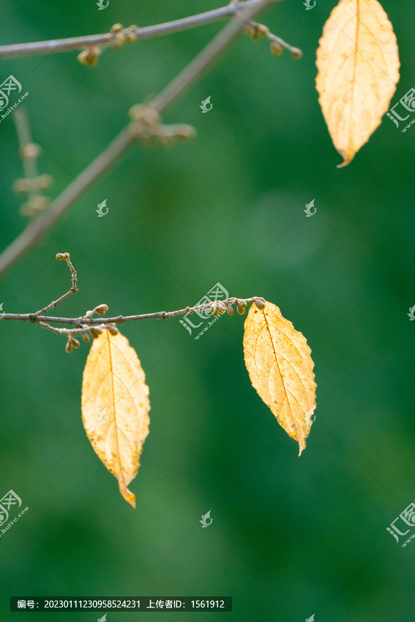 秋季植物树叶