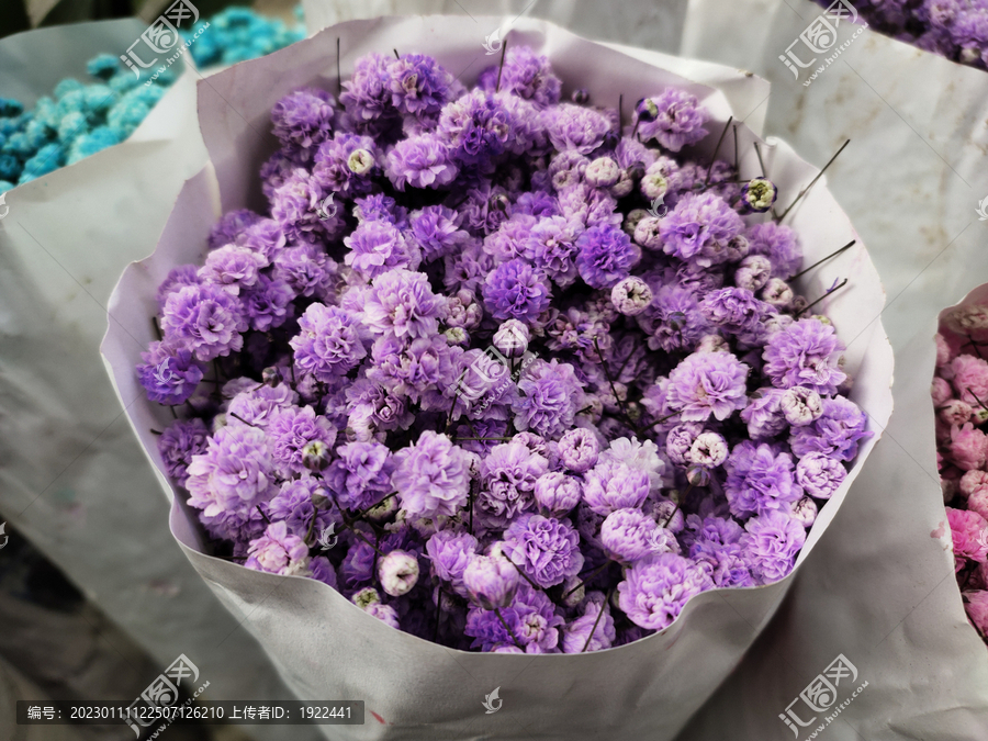 紫色满天星花