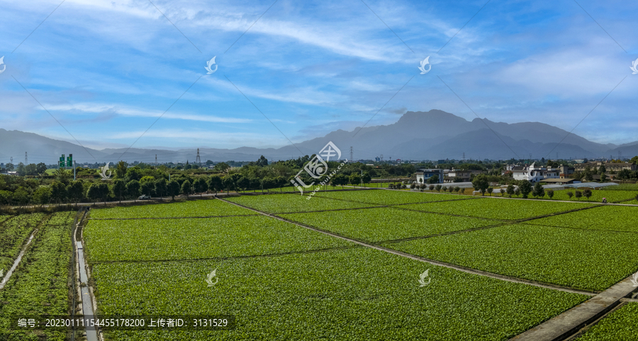 红山村泽泻