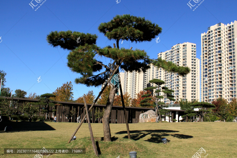 造型油松