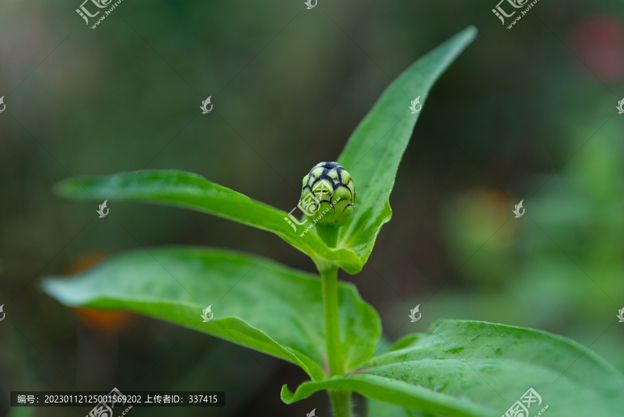 百日菊花苞