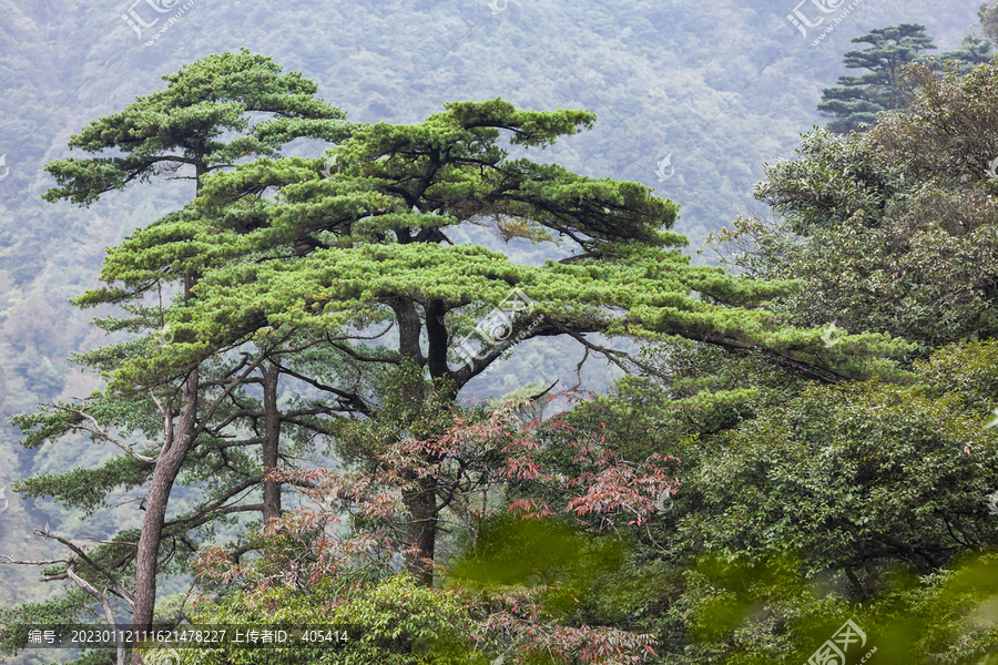 广东南岭高山森林植被