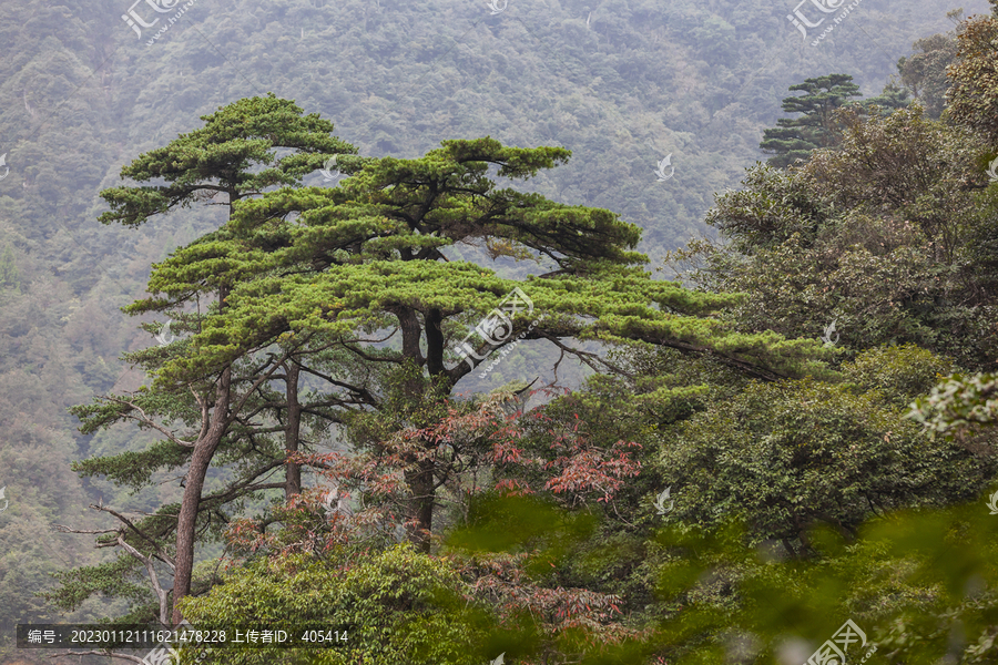 广东南岭高山森林植被