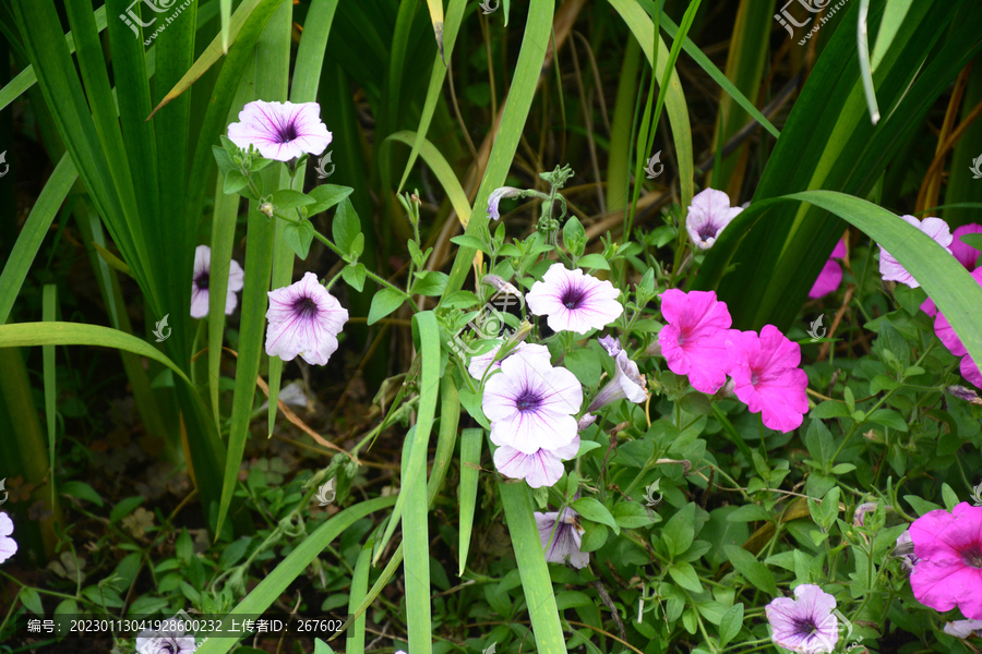 茉莉花