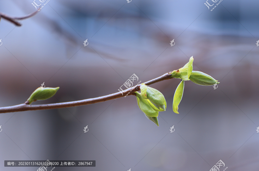 树枝芽