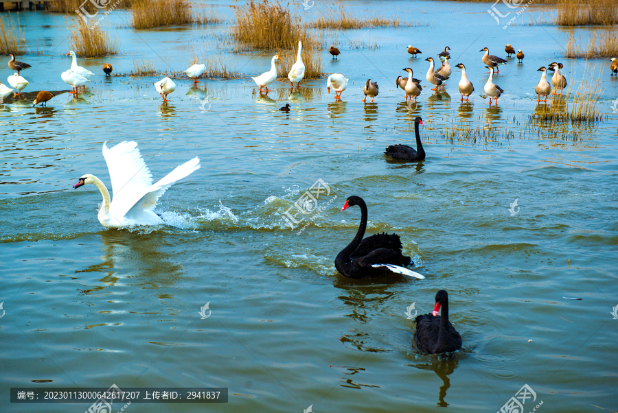 湿地鸟类