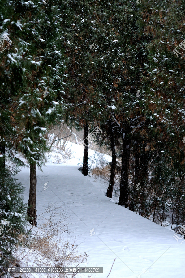 雪景