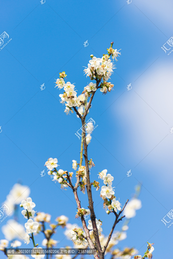 天空中的梅花盛开