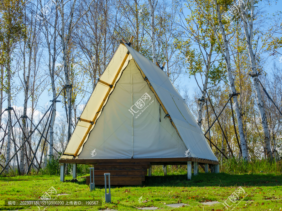 阳光下白桦林中的露营帐篷