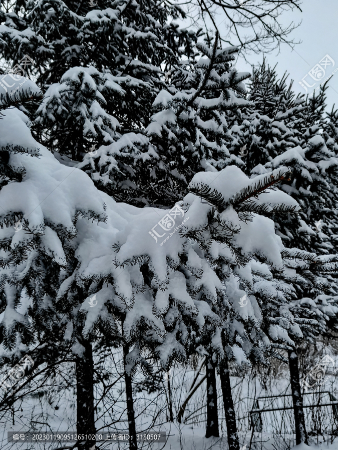 雪压枝头