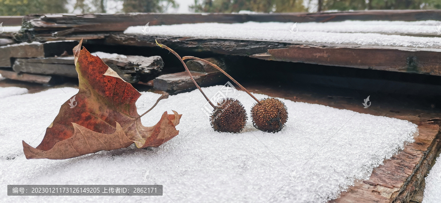 雪与落叶