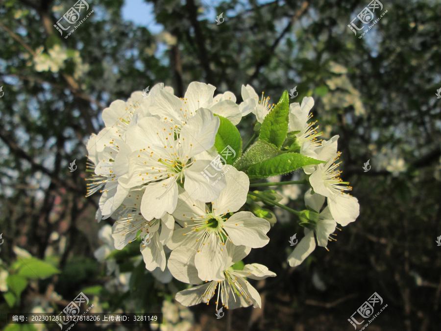 一枝梨花花团簇开