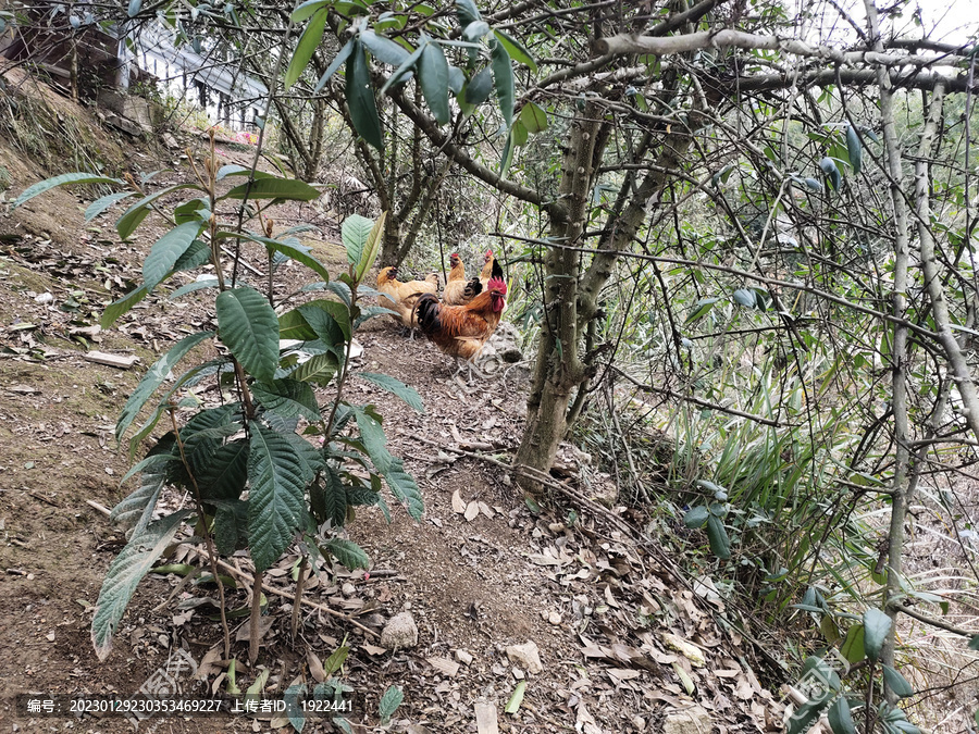 树林中的鸡