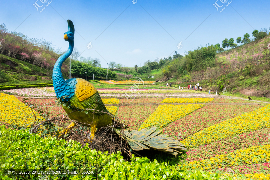 孔雀花田