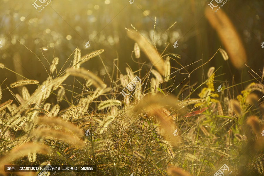 秋光里的野草丛