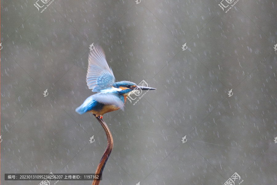 雨中的翠鸟