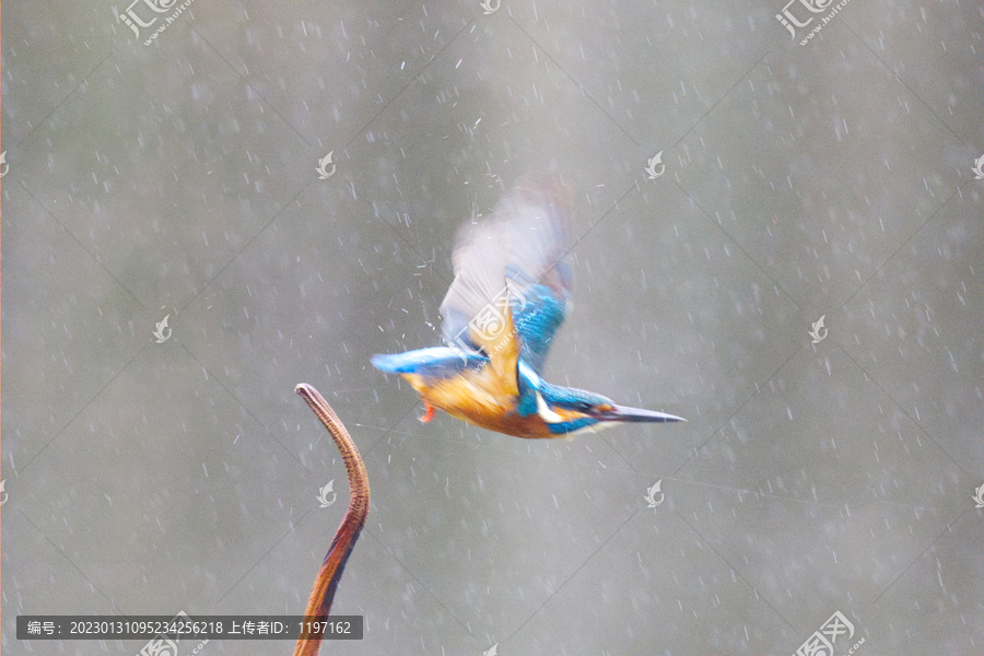 雨中的翠鸟