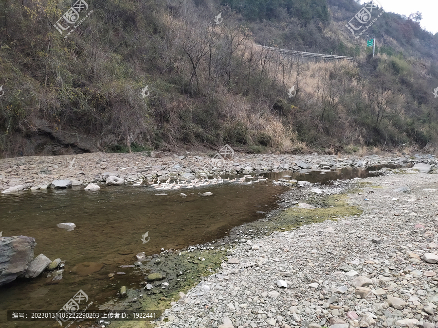 鸭子戏水