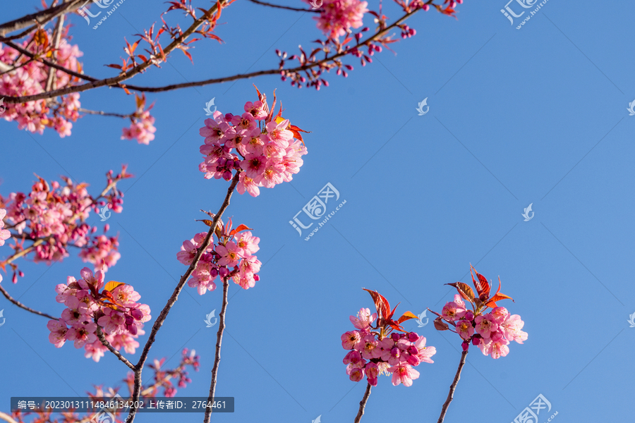 春天蓝天下的冬樱花