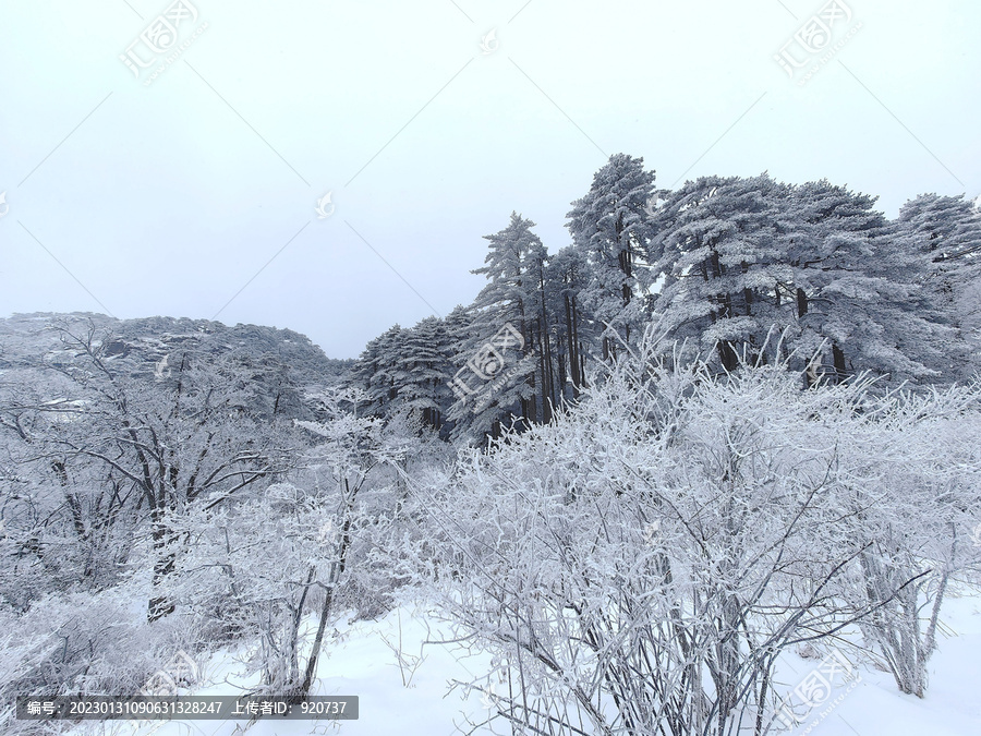 黄山雪松