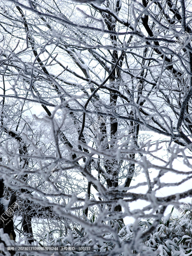 黄山雪景