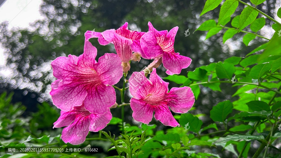 非洲凌霄花