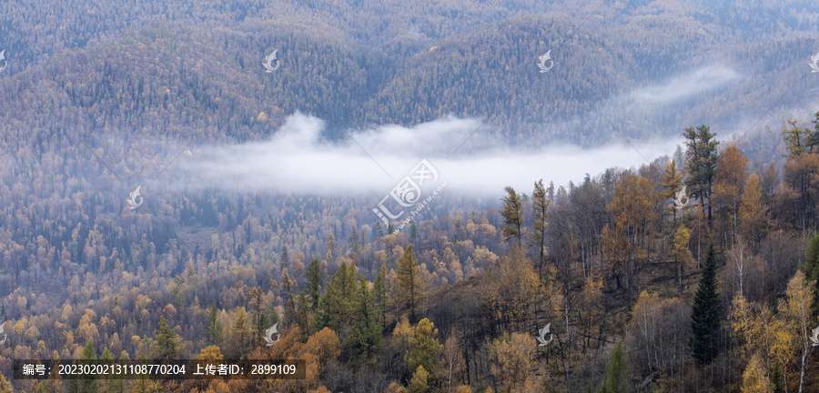 新疆喀纳斯秋色云雾缭绕树林