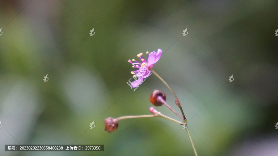 土人参花