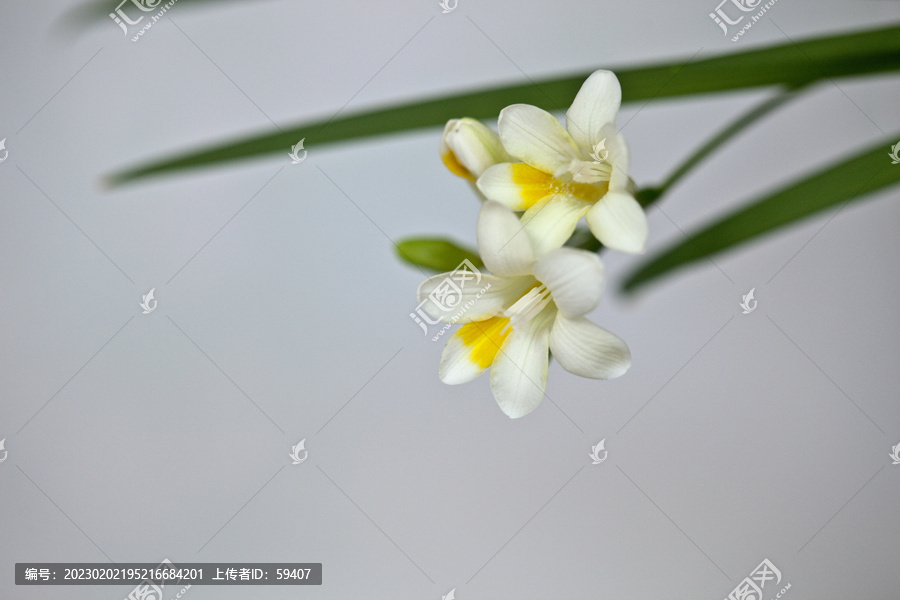 白色香雪兰花