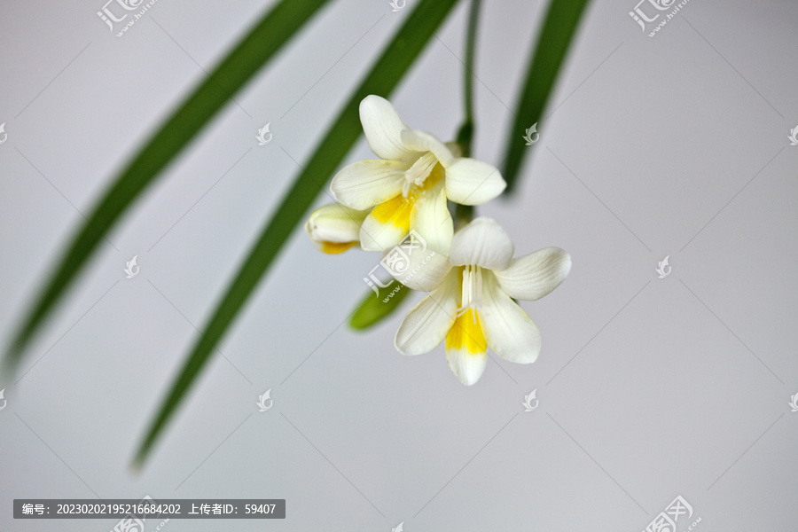 白色香雪兰花